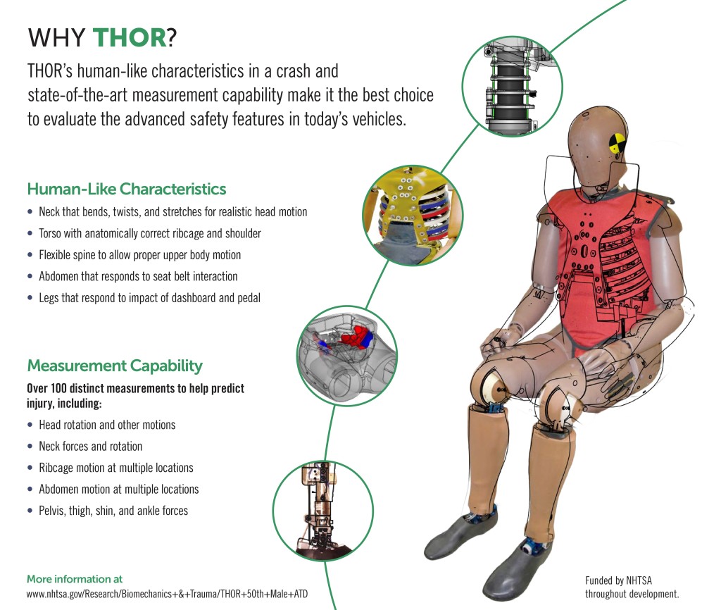 The NHTSA's new crash dummy "THOR" is shown in this graphic. (Provided by NHTSA)